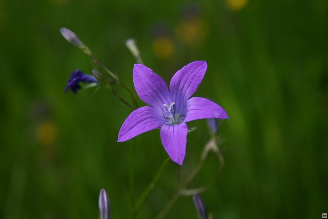 img00004.jpg